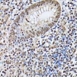 Immunohistochemistry - Anti-Heterogeneous nuclear ribonucleoprotein M Antibody (A15437) - Antibodies.com