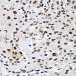 Immunohistochemistry - Anti-Heterogeneous nuclear ribonucleoprotein M Antibody (A15437) - Antibodies.com