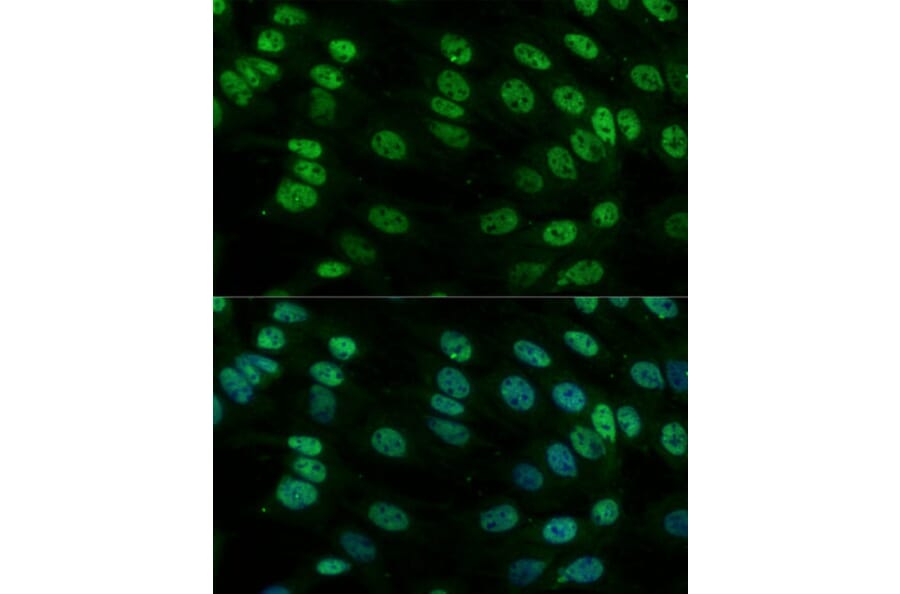 Immunofluorescence - Anti-Heterogeneous nuclear ribonucleoprotein M Antibody (A15437) - Antibodies.com