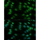 Immunofluorescence - Anti-Heterogeneous nuclear ribonucleoprotein M Antibody (A15437) - Antibodies.com