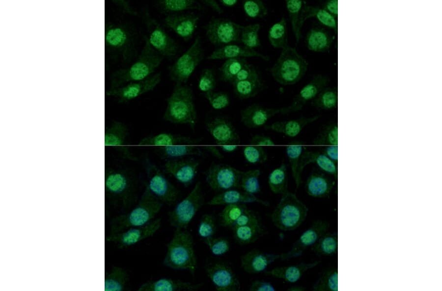 Immunofluorescence - Anti-Heterogeneous nuclear ribonucleoprotein M Antibody (A15437) - Antibodies.com