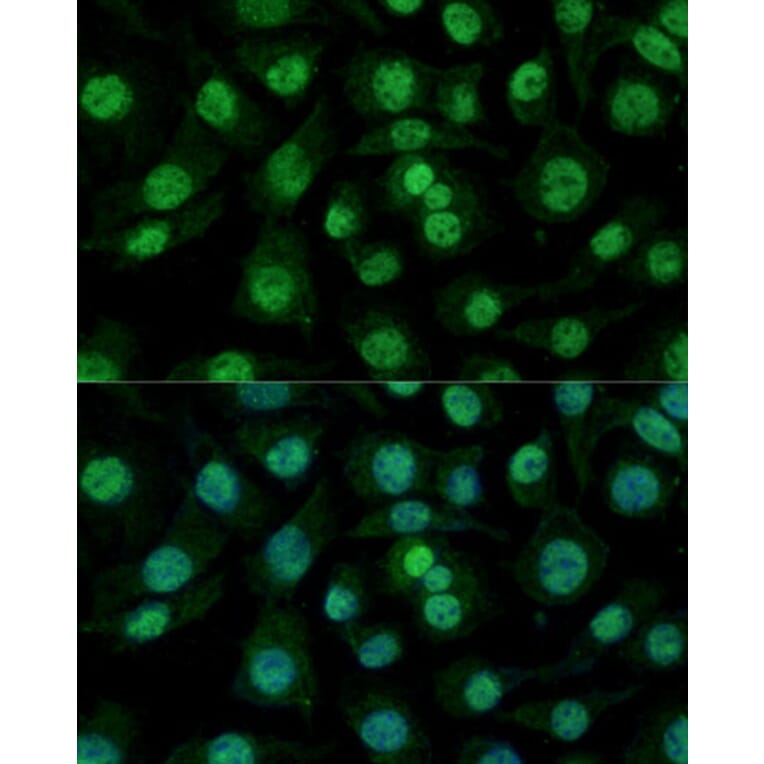 Immunofluorescence - Anti-Heterogeneous nuclear ribonucleoprotein M Antibody (A15437) - Antibodies.com