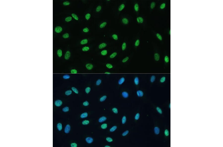 Immunofluorescence - Anti-Heterogeneous nuclear ribonucleoprotein M Antibody (A15437) - Antibodies.com