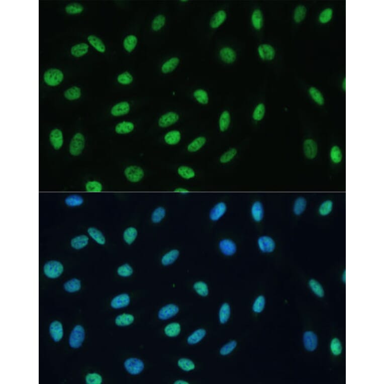 Immunofluorescence - Anti-Heterogeneous nuclear ribonucleoprotein M Antibody (A15437) - Antibodies.com