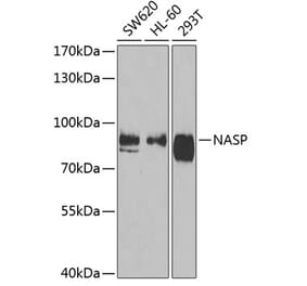 Western Blot - Anti-NASP Antibody (A15438) - Antibodies.com
