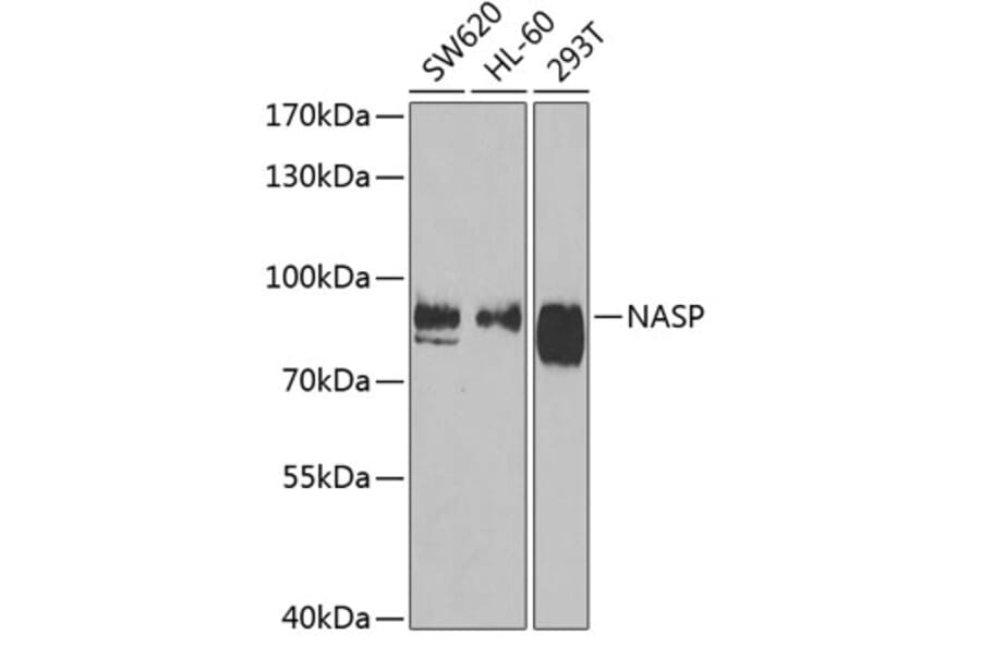 Western Blot - Anti-NASP Antibody (A15438) - Antibodies.com