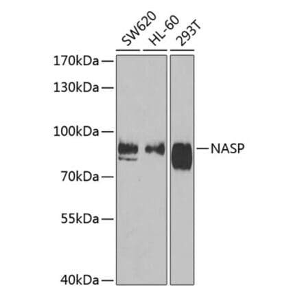 Western Blot - Anti-NASP Antibody (A15438) - Antibodies.com