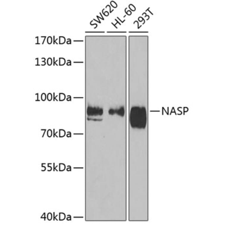 Western Blot - Anti-NASP Antibody (A15438) - Antibodies.com