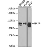 Western Blot - Anti-NASP Antibody (A15438) - Antibodies.com