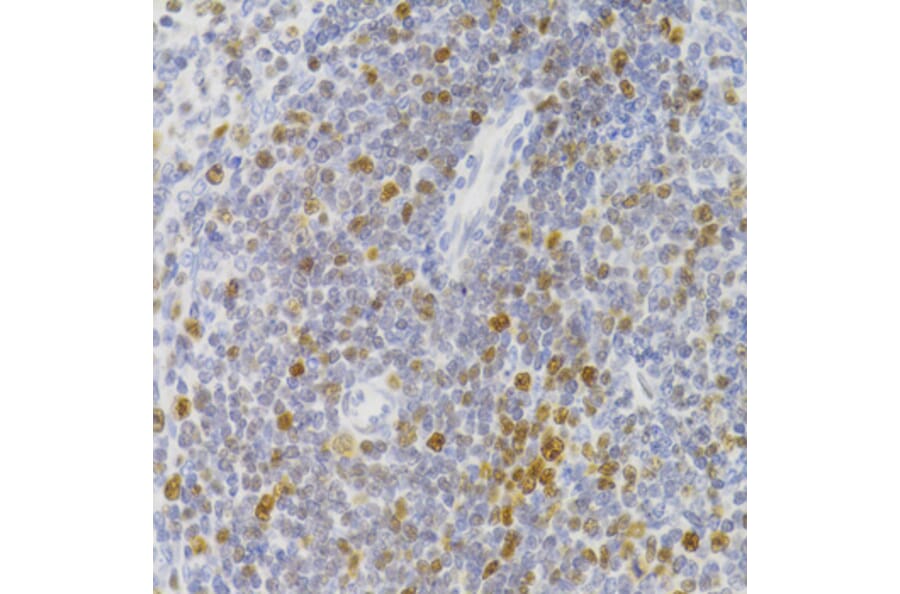 Immunohistochemistry - Anti-NASP Antibody (A15438) - Antibodies.com