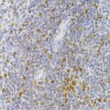 Immunohistochemistry - Anti-NASP Antibody (A15438) - Antibodies.com