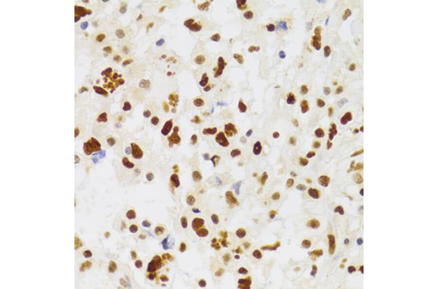 Immunohistochemistry - Anti-NASP Antibody (A15438) - Antibodies.com