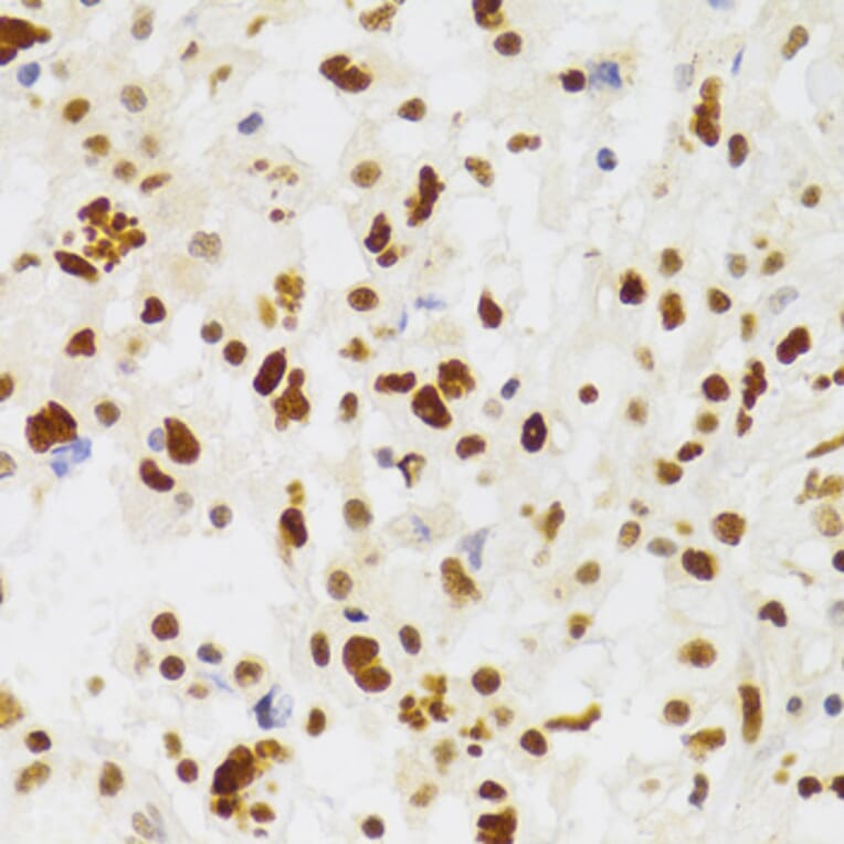 Immunohistochemistry - Anti-NASP Antibody (A15438) - Antibodies.com