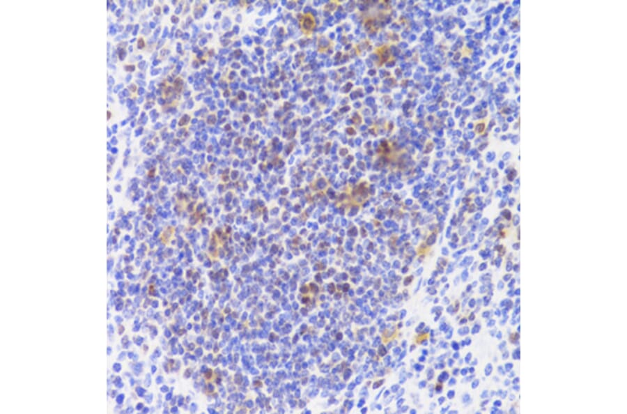 Immunohistochemistry - Anti-NASP Antibody (A15438) - Antibodies.com