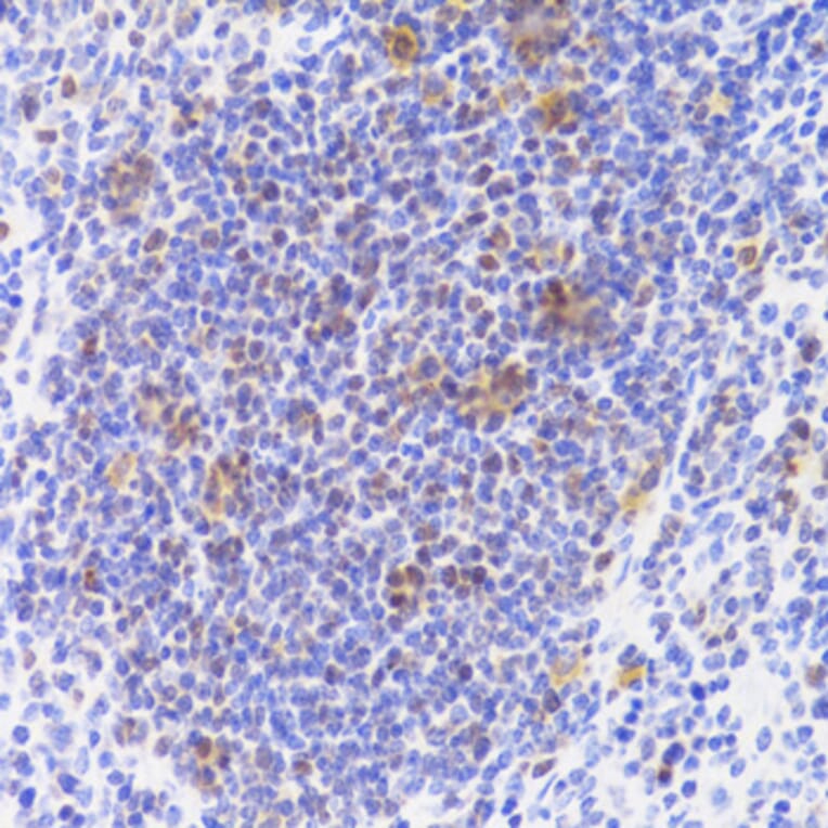 Immunohistochemistry - Anti-NASP Antibody (A15438) - Antibodies.com