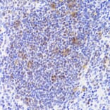 Immunohistochemistry - Anti-NASP Antibody (A15438) - Antibodies.com