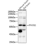 Western Blot - Anti-PFKFB3 Antibody (A15442) - Antibodies.com