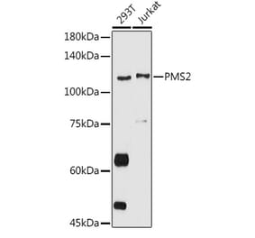 Western Blot - Anti-PMS2 Antibody (A15443) - Antibodies.com