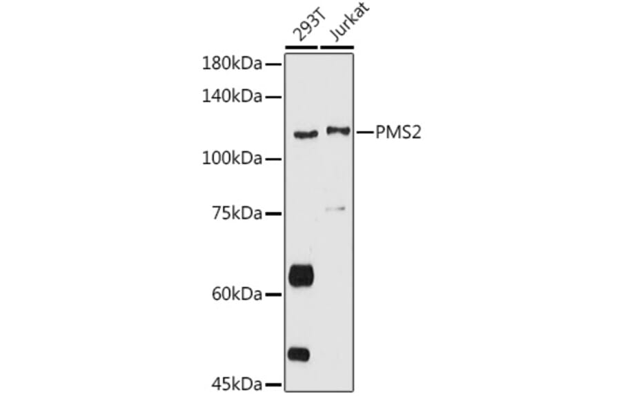Western Blot - Anti-PMS2 Antibody (A15443) - Antibodies.com