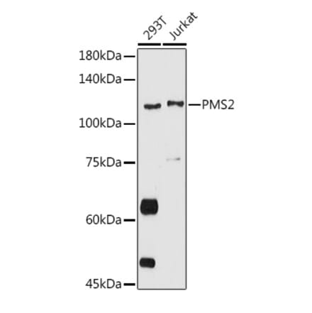 Western Blot - Anti-PMS2 Antibody (A15443) - Antibodies.com