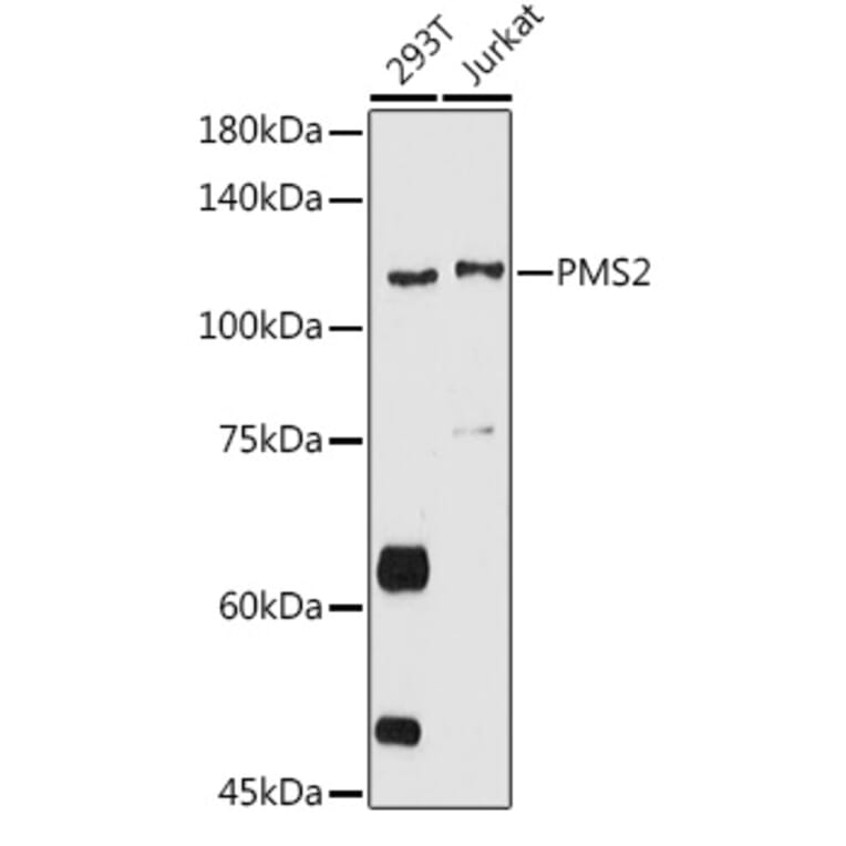 Western Blot - Anti-PMS2 Antibody (A15443) - Antibodies.com