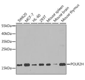 Western Blot - Anti-POLR2H Antibody (A15444) - Antibodies.com
