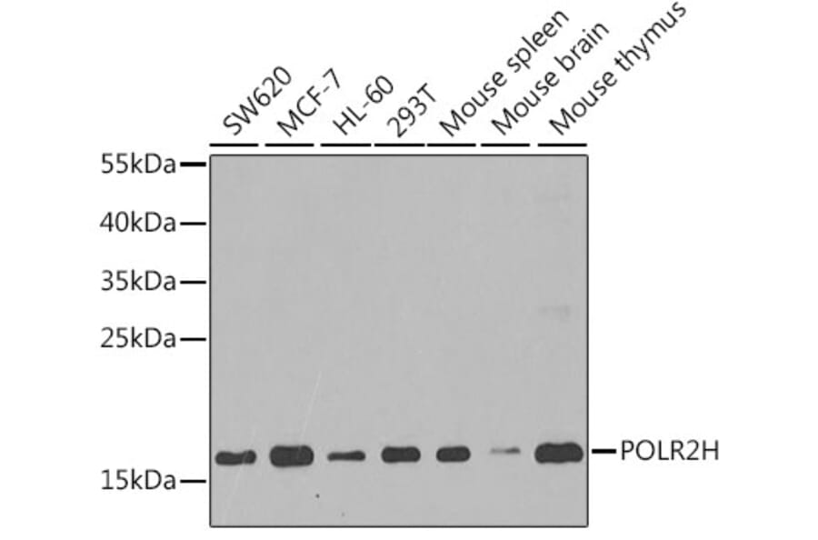 Western Blot - Anti-POLR2H Antibody (A15444) - Antibodies.com