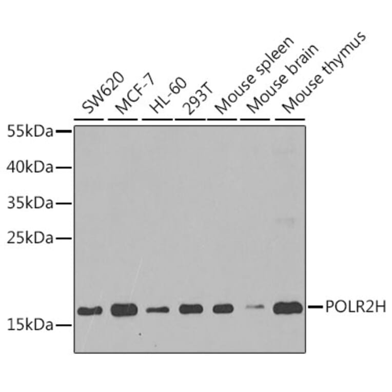 Western Blot - Anti-POLR2H Antibody (A15444) - Antibodies.com