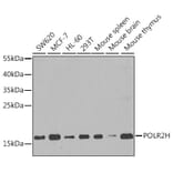 Western Blot - Anti-POLR2H Antibody (A15444) - Antibodies.com