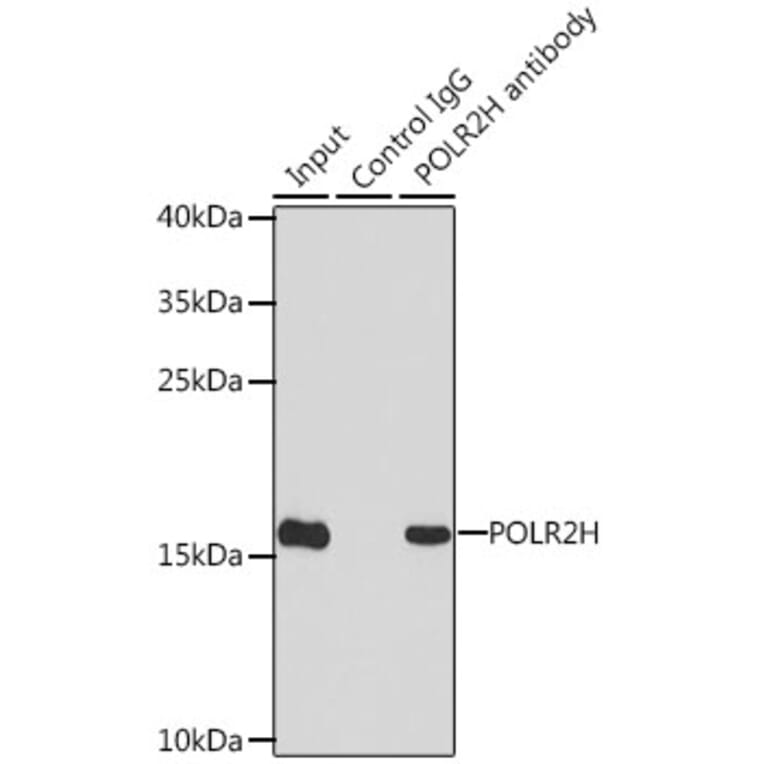 Western Blot - Anti-POLR2H Antibody (A15444) - Antibodies.com