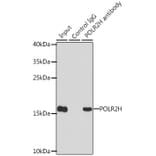 Western Blot - Anti-POLR2H Antibody (A15444) - Antibodies.com