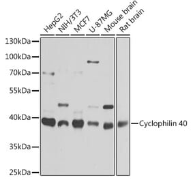 Western Blot - Anti-Cyclophilin 40 Antibody (A15445) - Antibodies.com