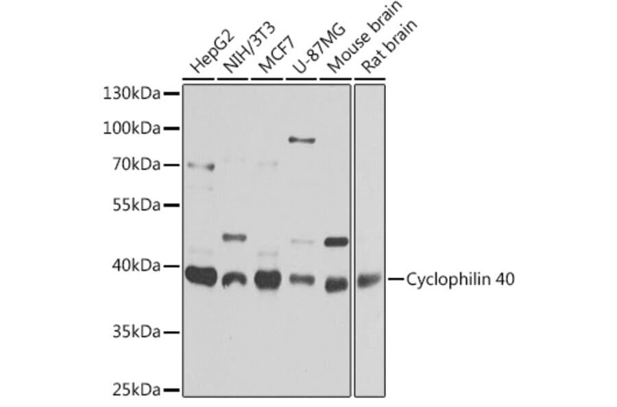 Western Blot - Anti-Cyclophilin 40 Antibody (A15445) - Antibodies.com