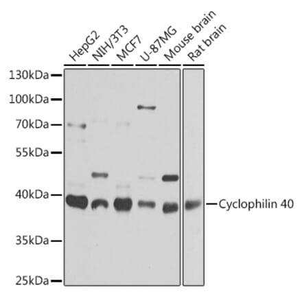 Western Blot - Anti-Cyclophilin 40 Antibody (A15445) - Antibodies.com