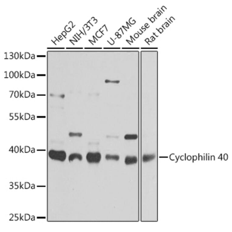 Western Blot - Anti-Cyclophilin 40 Antibody (A15445) - Antibodies.com