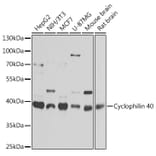 Western Blot - Anti-Cyclophilin 40 Antibody (A15445) - Antibodies.com