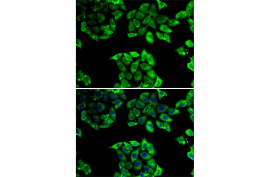 Immunofluorescence - Anti-Cyclophilin 40 Antibody (A15445) - Antibodies.com