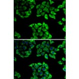 Immunofluorescence - Anti-Cyclophilin 40 Antibody (A15445) - Antibodies.com