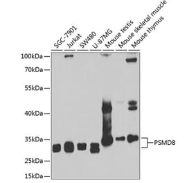 Western Blot - Anti-PSMD8 Antibody (A15450) - Antibodies.com