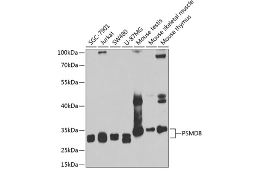 Western Blot - Anti-PSMD8 Antibody (A15450) - Antibodies.com