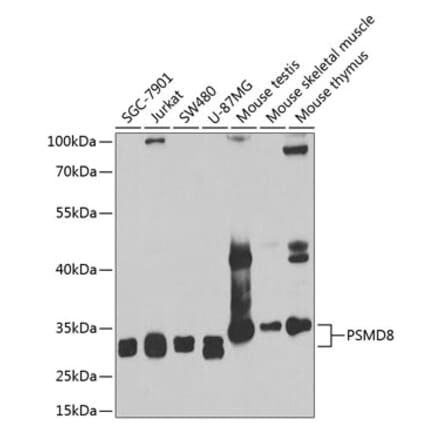 Western Blot - Anti-PSMD8 Antibody (A15450) - Antibodies.com