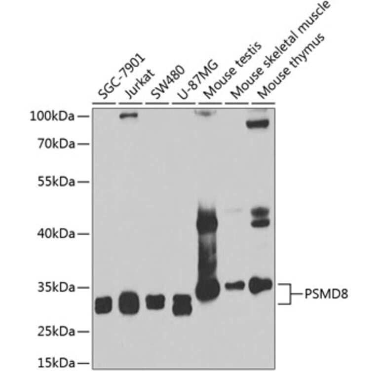 Western Blot - Anti-PSMD8 Antibody (A15450) - Antibodies.com