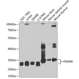 Western Blot - Anti-PSMD8 Antibody (A15450) - Antibodies.com