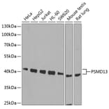 Western Blot - Anti-PSMD13 Antibody (A15451) - Antibodies.com
