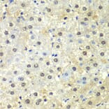 Immunohistochemistry - Anti-PSMD13 Antibody (A15451) - Antibodies.com
