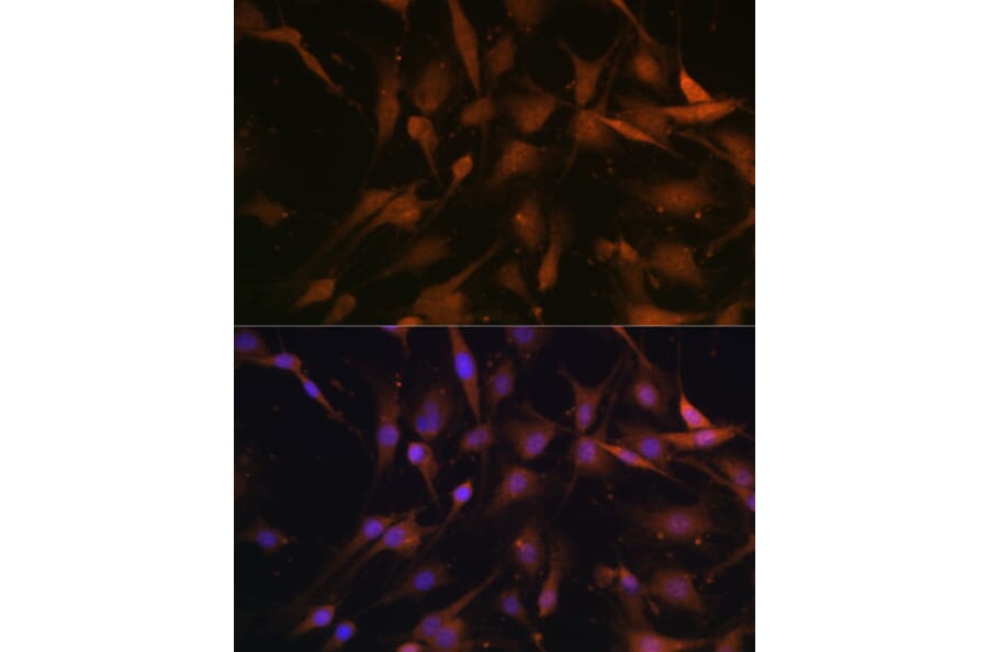 Immunofluorescence - Anti-PSMD13 Antibody (A15451) - Antibodies.com