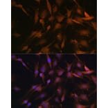 Immunofluorescence - Anti-PSMD13 Antibody (A15451) - Antibodies.com