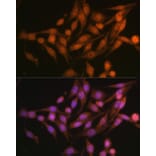 Immunofluorescence - Anti-PSMD13 Antibody (A15451) - Antibodies.com