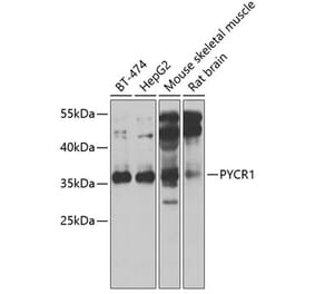 Western Blot - Anti-PYCR1 Antibody (A15452) - Antibodies.com