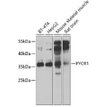 Western Blot - Anti-PYCR1 Antibody (A15452) - Antibodies.com